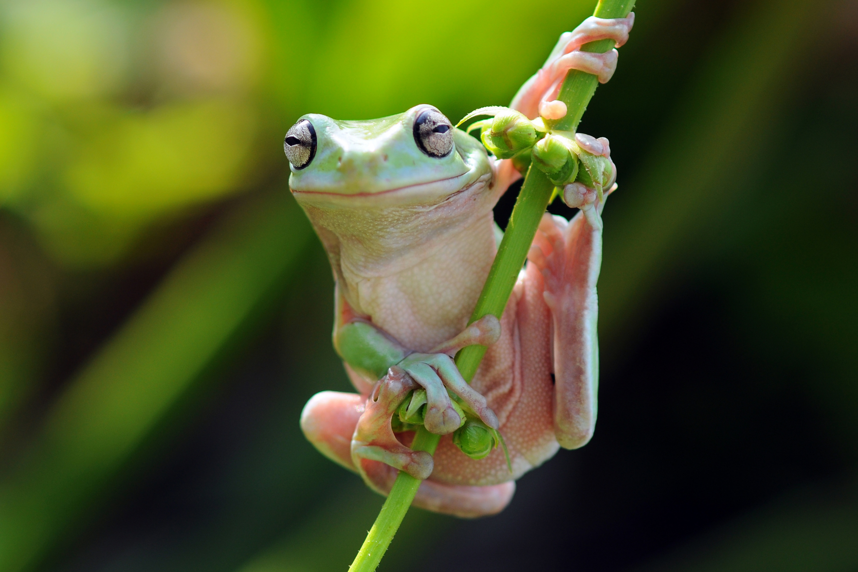 A frog