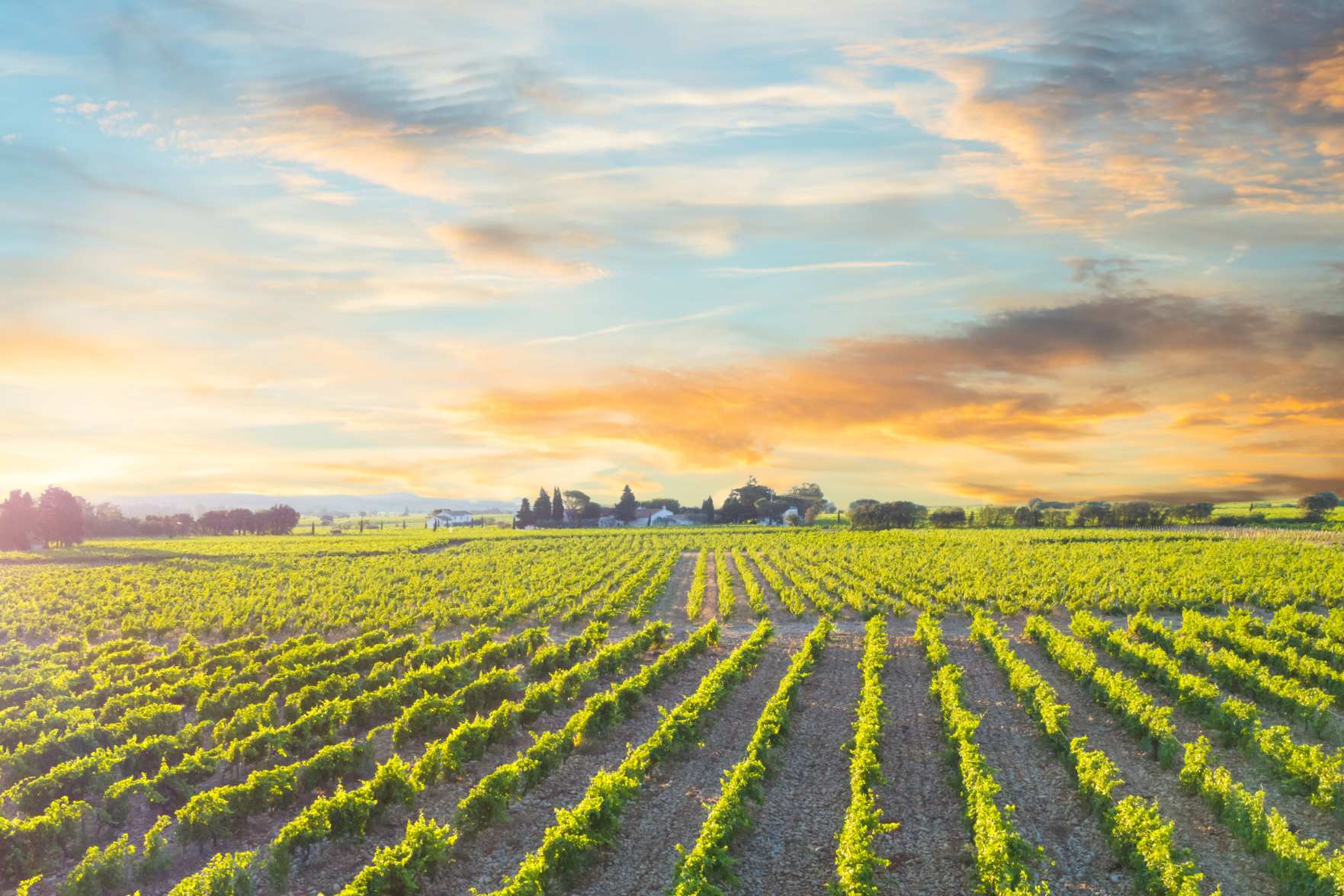 Châteauneuf-du-Pape vineyard