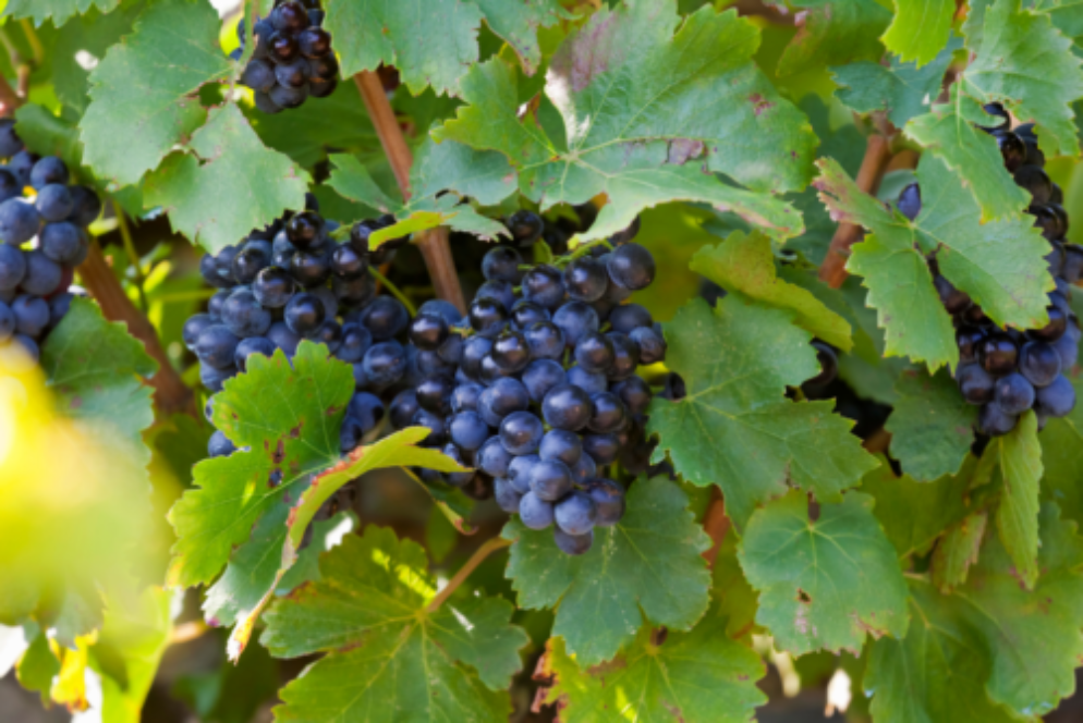 Grenache Grapes in Languedoc Roussillon