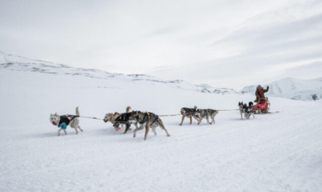Dogs pulling a sled in the snow