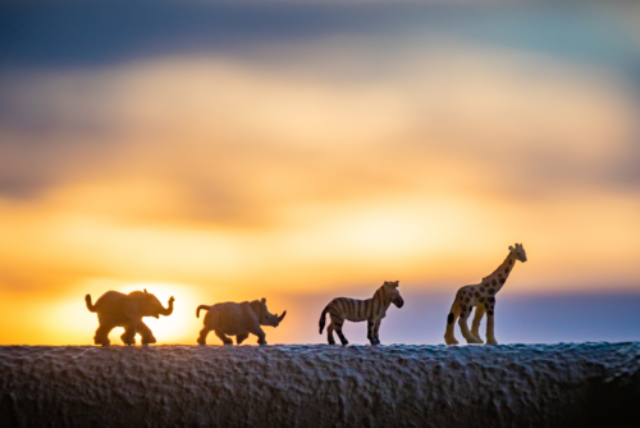 Toy animals