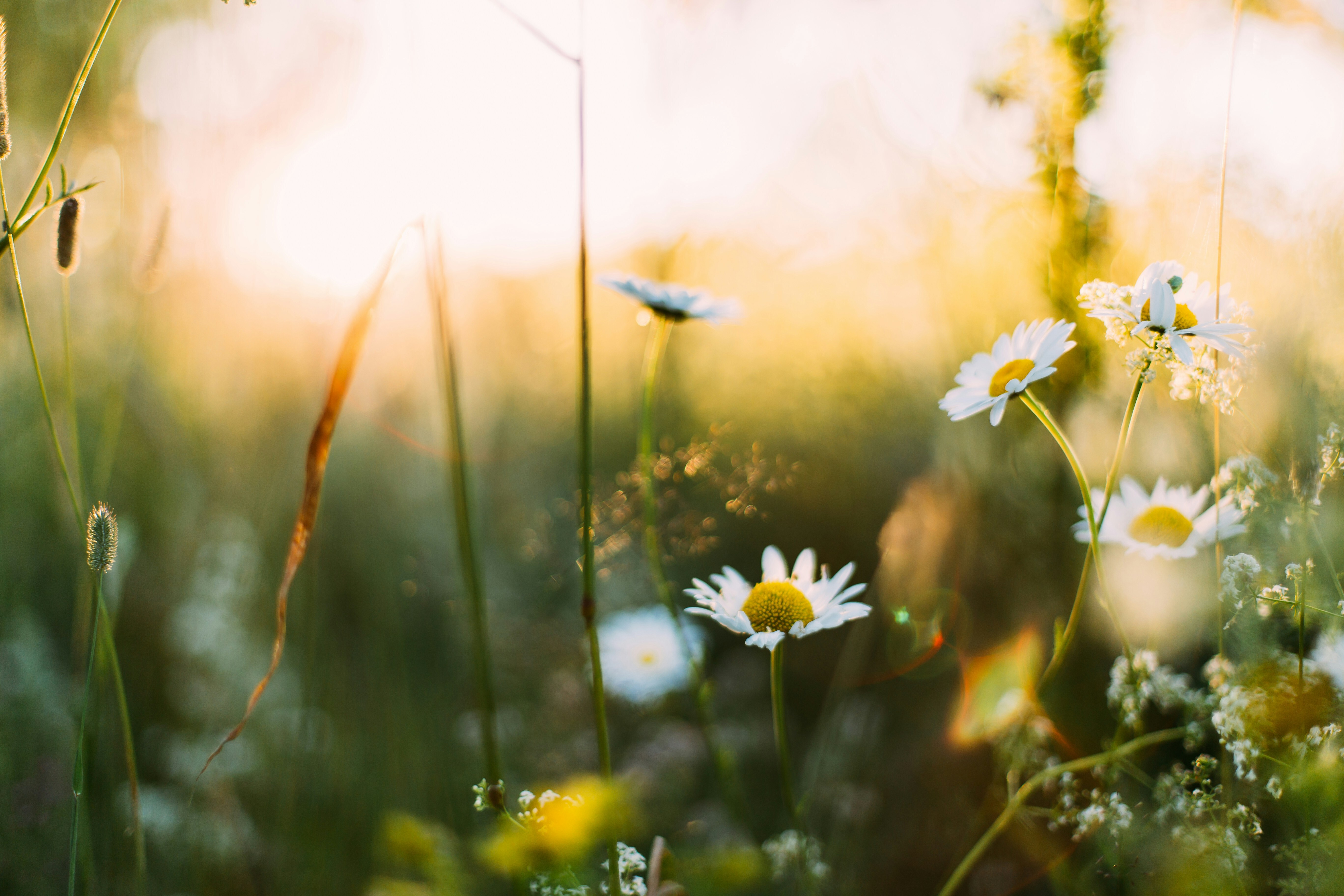 Daisies in a field
