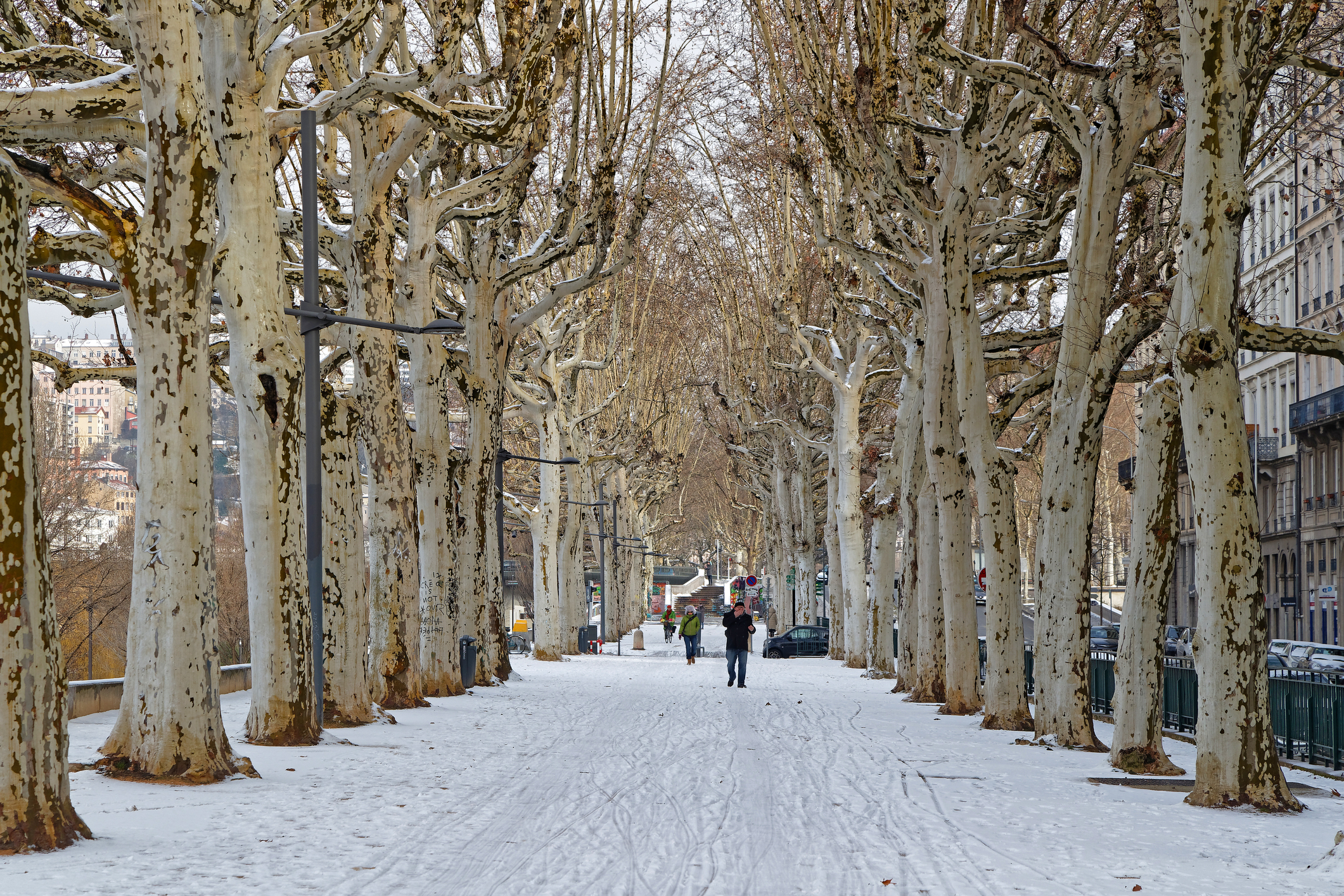 A French woodland in the snow